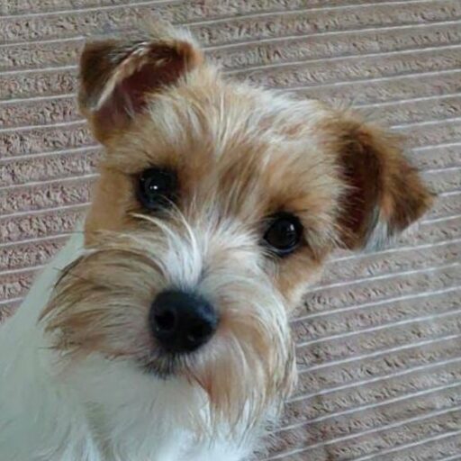 Wellingtons's Jack Russell